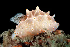 Halgerda: 80184426 Halgerda Nudibranch Aer Perang dive site