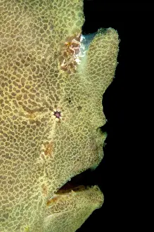 Commersonii: 80184427 Giant Frogfish Aer Perang dive site, Lembeh
