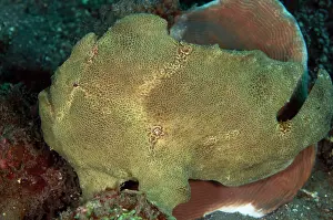 Commersonii: 80184428 Giant Frogfish Aer Perang dive site, Lembeh