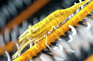 Crinoid: 80184430 Ambon Crinoid Shrimp - on host crinoid