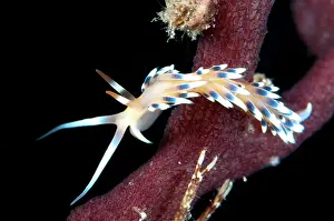 Cerata: 80184432 Indian Caloria Nudibranch Aer Perang dive