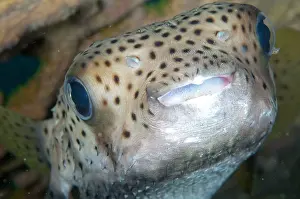 Arothron: 80184433 Star Puffer - under Table Coral ledge Tanjung