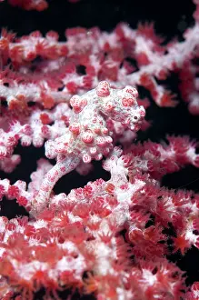 Polyp: 80184434 Pygmy Seahorse - on sea fan dive site