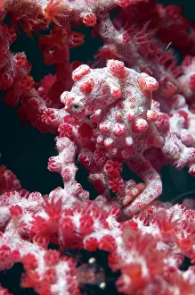 Polyp: 80184435 Pygmy Seahorse - on sea fan dive site