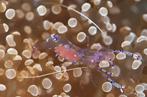 Tanjung: 80184436 Sarasvati Anemone Shrimp - with eggs on