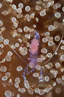 Tanjung: 80184437 Sarasvati Anemone Shrimp - with eggs on