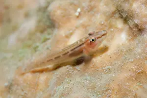 Elongata: 80184438 Fan-sponge Ghostgoby - on sponge dive site