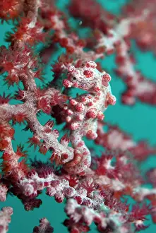 Polyp: 80184439 Pygmy Seahorse - on sea fan dive site