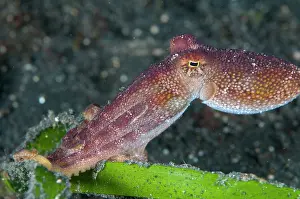 Sucker: 80184441 Poison Ocellate Octopus dive site, Lembeh