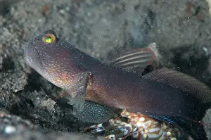 Shrimpgoby: 80184443 Banded Shrimpgoby - with shrimp at hole