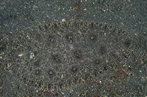 Flatfish: 80184444 Hartzfeld's Sole - on black sand dive site
