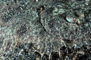 Flatfish: 80184445 Hartzfeld's Sole - on black sand dive site