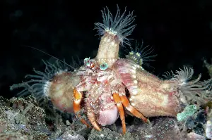 Hermit: 80184448 Anemone Hermit Crab - with anemones (Calliactis