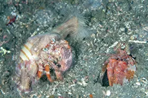 Hermit: 80184449 Anemone Hermit Crab - with anemones (Calliactis