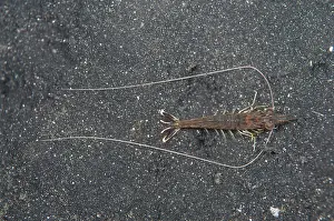 Prawn: 80184450 Humpback Prawn - with long antennae on
