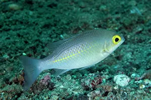 Bream: 80184451 Whitestreak Monocle Bream - on black sand