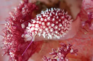 Tanjung: 80184453 Banded Egg Cowrie - on soft coral dive