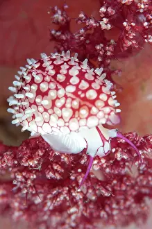 Tanjung: 80184454 Banded Egg Cowrie - on soft coral dive