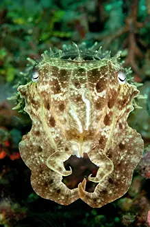 Defensive: 80184455 Broadclub Cuttlefish - in defensive position