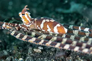 Sucker: 80184456 Wunderpus Octopus - hunting on black sand