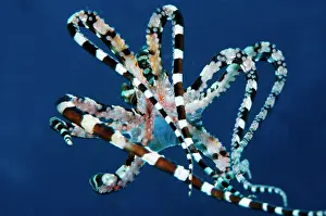 Sucker: 80184457 Wunderpus Octopus - free-swimming dive