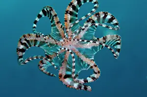 Sucker: 80184458 Wunderpus Octopus - free-swimming dive