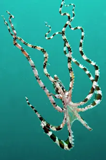 Sucker: 80184459 Wunderpus Octopus - free-swimming dive
