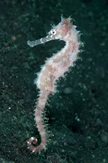 Hippocampus: 80184461 Thorny Seahorse - free-swimming dive site