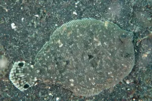 Flatfish: 80184462 Largescale Flounder dive site, Lembeh Straits
