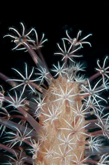Polyps: 80184463 Sea Pen - polyps during night dive dive