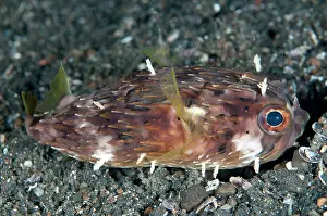 Spine: 80184464 Balloonfish - with appendages on black