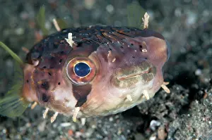 Spine: 80184465 Balloonfish - with appendages on black