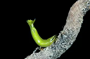 Raised: 80184466 Halimeda Sapsucking Slug - raised up smelling