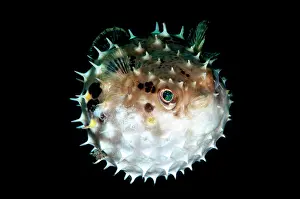 Inflated: 80184467 Orbicular Burrfish - Inflated dive site