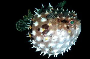 Inflated: 80184468 Orbicular Burrfish - Inflated dive site