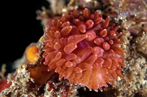 Polyps: 80184469 Disc Coral - with red polyps dive site
