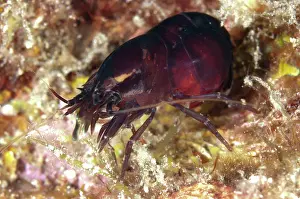 Snapping: 80184470 Deman's Snapping Shrimp dive site, Lembeh