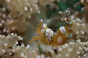Amboinensis: 80184471 Squat Shrimp - on anemone dive site, Lembeh