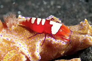 Ride: 80184473 Emperor Shrimp - riding Nudibranch (Ceratosoma