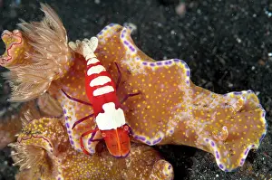 Ride: 80184474 Emperor Shrimp - riding Nudibranch (Ceratosoma