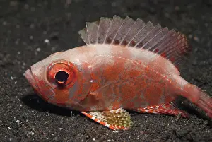 Priacanthus: 80184476 Bloch's Bigeye - on black sand during night