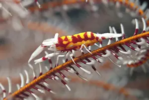 Angel: 80184477 Crinoid Shrimp - in crinoid dive site