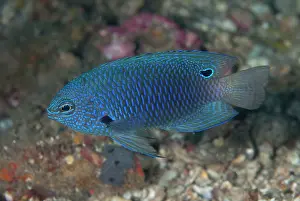 Damsel: 80184478 Nagasaki Damselfish dive site, Lembeh Straits