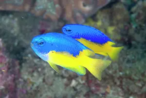Damselfish: 80184479 Goldbelly Damselfish - pair dive site