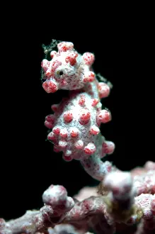 Polyp: 80184480 Pygmy Seahorse - on sea fan dive site