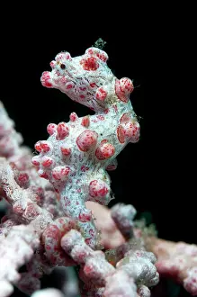 Polyp: 80184481 Pygmy Seahorse - on sea fan dive site