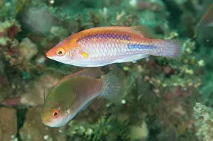 Fairy: 80184482 Lubbok's Fairy-Wrasse dive site, Lembeh