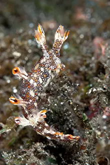 Cerata: 80184483 Eel Bornella Nudibranch dive site, Lembeh