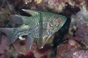Hairball: 80184484 Orbicular Cardinalfish dive site, Lembeh