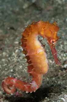 Hippocampus: 80184485 Thorny Seahorse - free-swimming above black